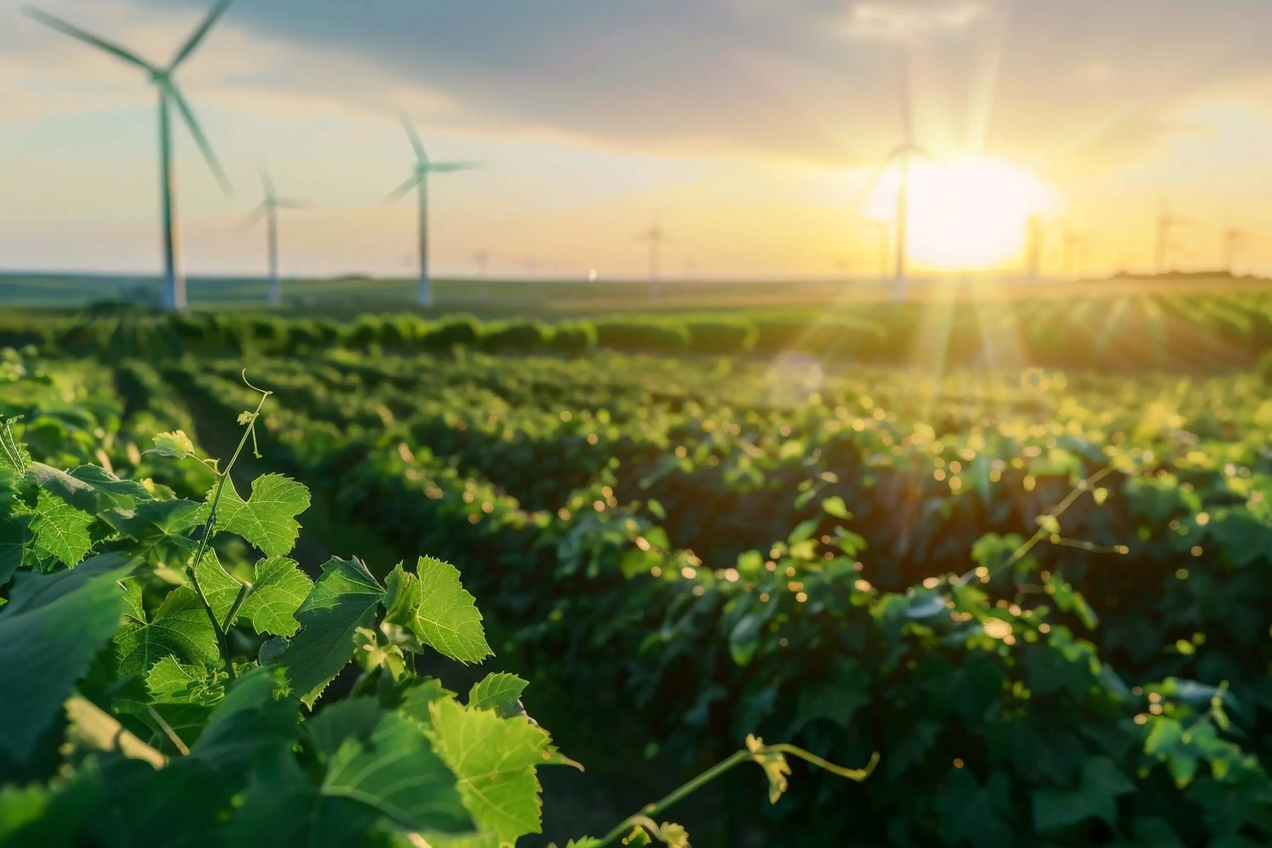 Cómo las energías renovables son necesarias para un lugar más eficiente y sostenible